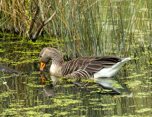 greylag goose on the water