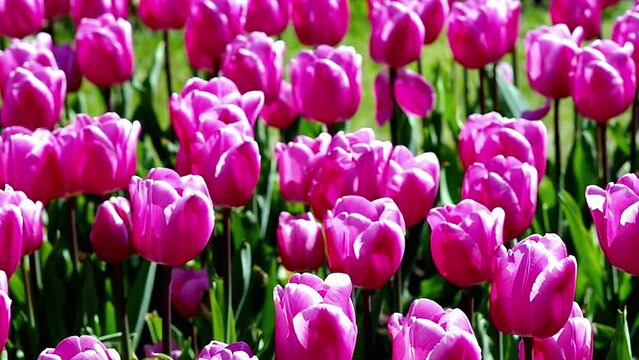 beautiful pink tulip buds close up blooming in spring