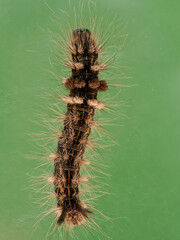 Salt Marsh Caterpillar on Green Background