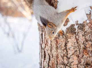 Squirrel in winter sits on a tree trunk with snow