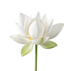 Fototapeta premium A pristine white lotus flower stands out against a transparent background