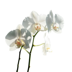A stunning white orchid in close up view standing out against a clear transparent background