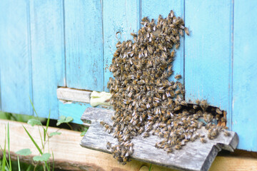 a swarm of bees at the entrance of a beehive