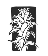 Vector hand-drawn illustration of a tropical plant isolated on a white background. A stamp with a floral element of South American nature. A sketch of the Guzmania.