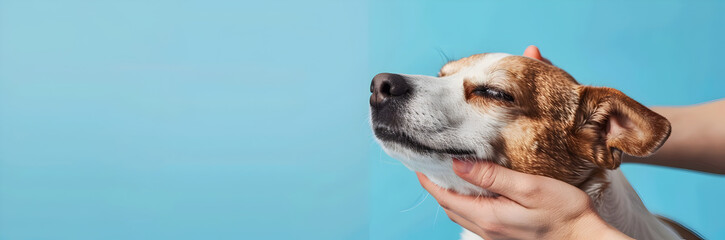 Dog massage web banner. A dog enjoying a relaxing massage on blue background with copy space.