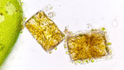 Melosira sp, a freshwater microalgae belonging to the diatom group. Collected from paddy fields in...