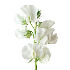 A stunning close up shot of a white pea flower in the garden set against a transparent background