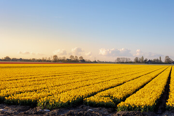Row or line of colourful tulips field in countryside farm with warm sunlight in morning, Tulips are...