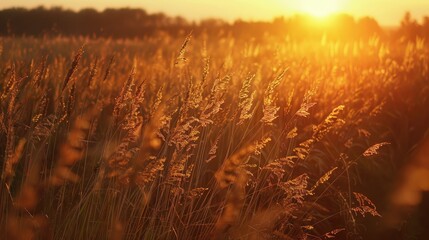 Crop of Golden Color in a Field During Sunset