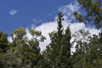 Obraz na płótnie Canvas clouds over forest