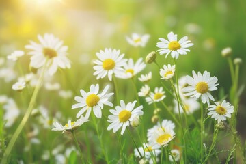 Fototapeta premium Life in the Chamomile Meadow Luminous Blooms: A Radiant Field of White Flowers Illuminated by the Sun's Brilliance.