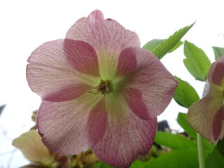 透けて見えるクリスマスローズ