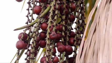 buriti palm tree in close up
