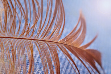red feather close-up on a blue background