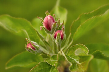 apple tree blossom close-up against a green background