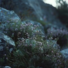 Thyme Thymus vulgaris