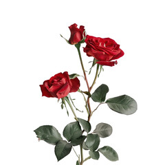 Gorgeous red rose blooms set against a transparent background