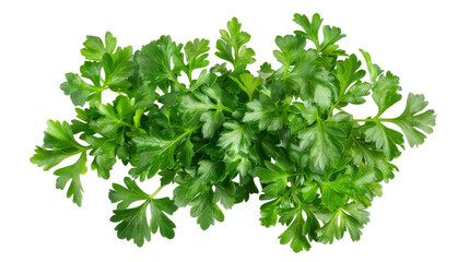 Obraz premium Fresh parsley herb