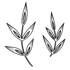 Set of two isolated hand drawn complex leaves. Line art, black on white