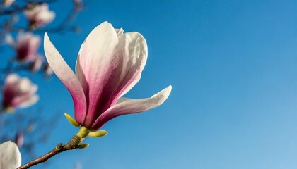 magnolia single blossom with frosty blue sky spring is coming new beginning background banner with copy space for web and greeting cards