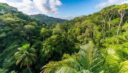 Fototapeta na wymiar an aerial view of the vegetation in a tropical jungle