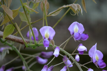 春の庭に咲く紫色のフジの花