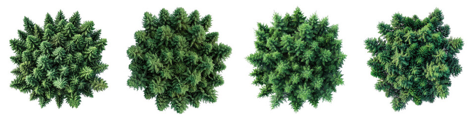 Fir Trees Top View Drone Shoot Hyperrealistic Highly Detailed Isolated On Transparent Background Png File