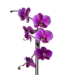 A stunning purple orchid stands out against a transparent background