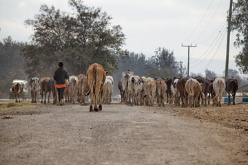 Young man walks cows along a road in rural Tanzania