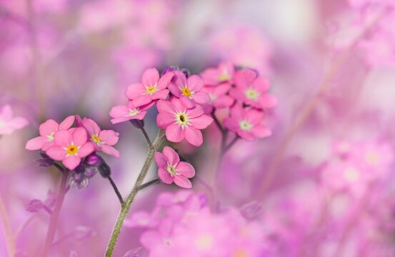 Pink Forget-me-not (Myosotis), Germany, Europe