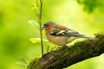 Buchfink Männchen auf einem Ast im Frühling | Vogel | Bird - obrazy, fototapety, plakaty