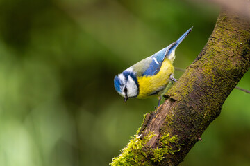 Blaumeise sitzt auf einem alten Ast | Vogel | Bird