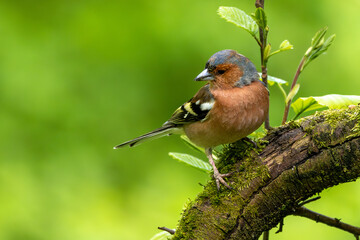 Buchfink Männchen auf einem Ast im Frühling | Vogel | Bird