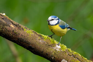 Blaumeise sitzt auf einem alten Ast | Vogel | Bird