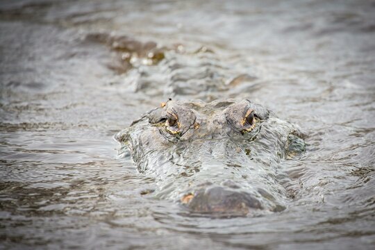 American alligator (Alligator mississippiensis) looks from water, animal portrait, Myakka River State Park, near Sarasota, Florida, USA, North America