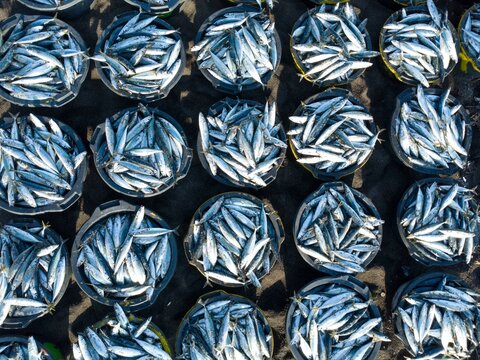 Fishermen unload their catch from their outrigger boat in the morning. Amed, Karangasem, Bali, Indonesia, Asia