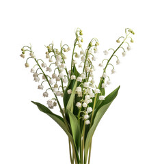Fototapeta premium A cluster of delicate lilies of the valley blooms stands out against a transparent background