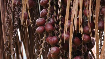 buriti palm tree in close up