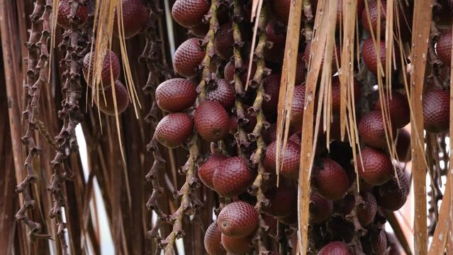 buriti palm tree in close up