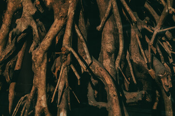 Dark banyan bodhi brown tree root system in a wild nature. Abstract natural backdrop with trees...