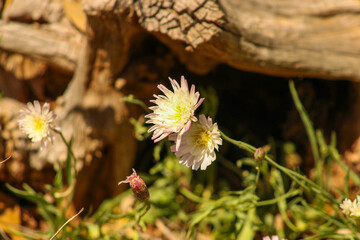 chrysanthemum small wildflower with pink