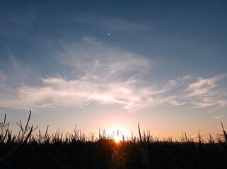 sunset in the corn field
