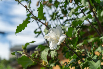 初秋の日差しを浴びて咲く、ムクゲの白い花