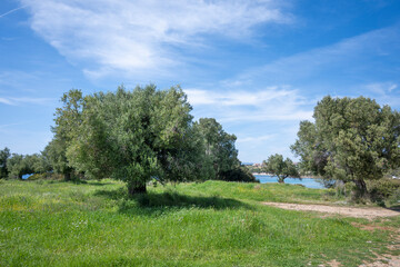 Olive groves at Sithonia coastline near Kastri Beach, Chalkidiki, Greece
