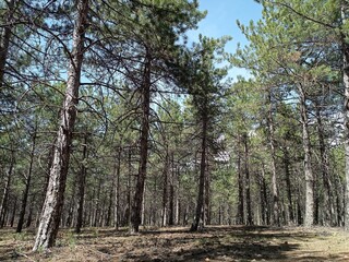 pine forest