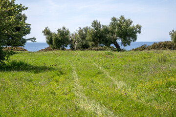 Olive groves at Sithonia coastline near Kastri Beach, Chalkidiki, Greece