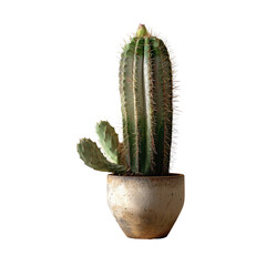 Cactus pot basking in sunlight set against a transparent background