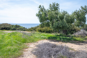 Fototapeta na wymiar Olive groves at Sithonia coastline near Kastri Beach, Chalkidiki, Greece