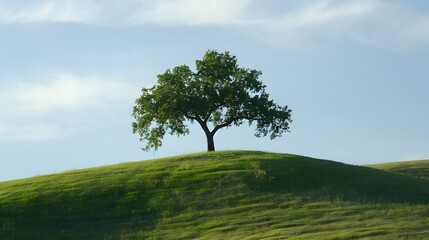 Fototapeta na wymiar Lone tree on grassy hillside 