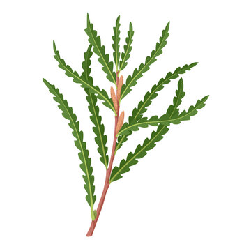 Vector illustration, Comptonia peregrina, commonly called sweetfern, isolated on white background.